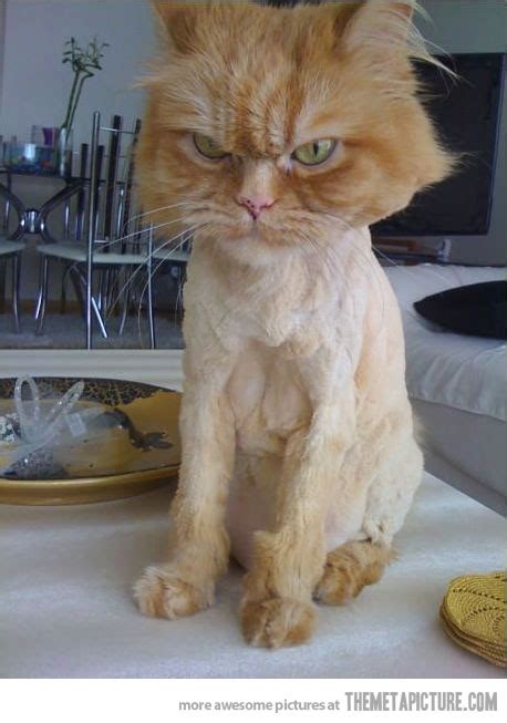 funny shaved cat picture porn tube