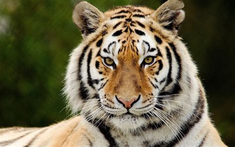 big cats tigers painting art snout rare gallery hd wallpapers