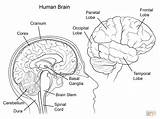 Coloring Brain Anatomy Human sketch template