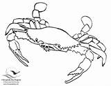 Coloring Pages Crab Blue Bay Drawing Chesapeake Printable Book Crabs Chesapeakebay Colouring Color Bluecrab Fish Template Gif sketch template