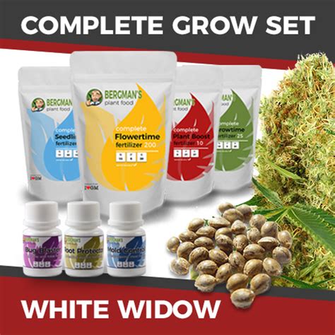 white widow marijuana seeds grow set cannabis seeds usa