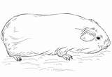 Pig Meerschweinchen Ausmalbilder Ausmalbild Meerschwein Porcellino Tiere India Ginnie Cavia sketch template