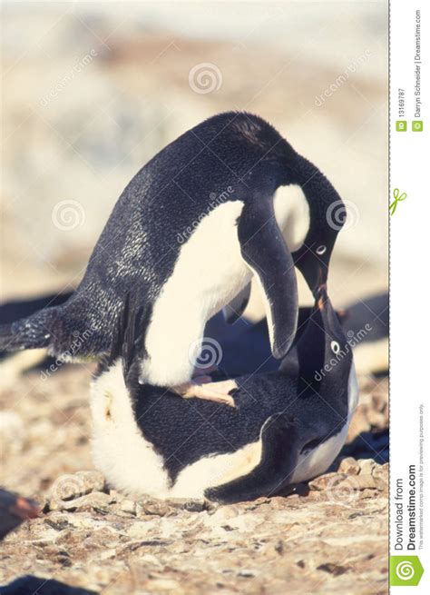 penguin sex stock image image of penguin birds cold