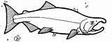 Salmon Coloring Sockeye Coho Chinook Drawing Template Line Clip Pages sketch template