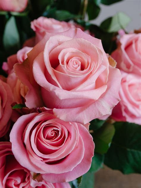 beautiful pink rose varieties hermosa beautiful