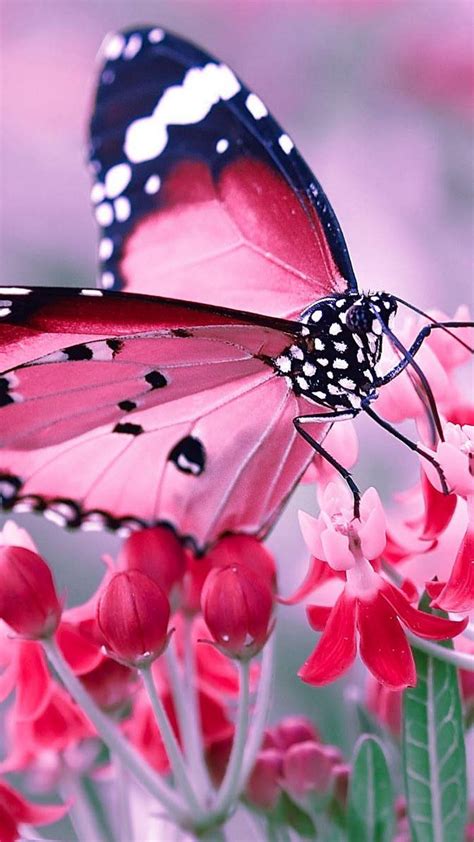 pink butterfly wallpaper  phone cute wallpapers