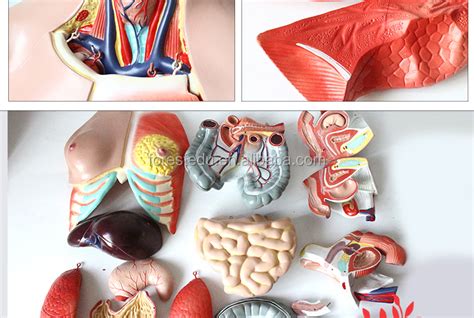 Unisex Head Trunk And Internal Organ Human Torso Anatomical Model Buy