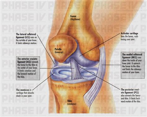 conditions   knee