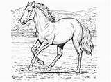 Horse Coloring Pages Pinto Getcolorings Color Book Print sketch template