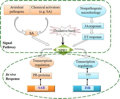 signal transduction pathways  systemic acquired resistance sar