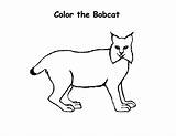 Drawing Bobcat Kids Coloring Pages Print Place Color Utilising Button Getdrawings Grab Feel Please Well Size sketch template