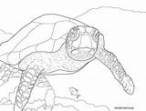 Turtle Sea Coloring Pages Green Drawing Kids Getdrawings Hawksbills Help Getcolorings Color Swimming sketch template