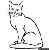 Cat Coloring Pages Cats Color Himalayan Somali Cool Online Printable Colouring Clipart Thecolor Breed Designlooter Clipartmag Library Girls 566px 38kb sketch template