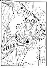 Coloring Hoopoe Pages Bird Birds Exotic Books Adult Dover Haven Creative Book Designlooter Doverpublications Animal Color Adults Choose Board 950px sketch template