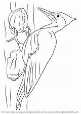 Woodpecker Pileated Draw Drawing Step Outline Drawingtutorials101 Drawings Bird Woodpeckers Tutorial Kids Head Perfect Coloring Face Birds Pages Adults Anime sketch template