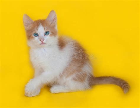 Ginger And White Kitten With Blue Eyes Sitting On Yellow