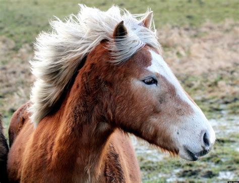 facing national scrutiny blm struggles  explain wild horse program