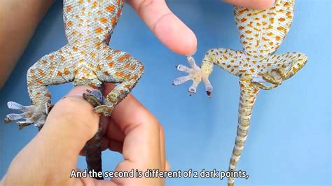 how to tell if a gecko is male or female youtube