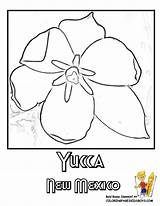 Flower Mexico State Coloring Yucca Pages Mexican Flowers Yescoloring Popular sketch template