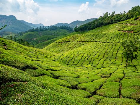 munnar india  tea plantation ameliaandjpcom