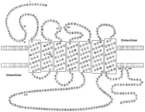 schematic model   human ccka receptor numbered residues   scientific diagram