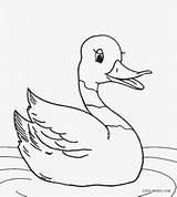 Duck Coloring Pages Cute Printable Cool2bkids Realistic Kids Rubber Drawing Baby Color Duckie Template Mallard Getcolorings Getdrawings Print Pag sketch template