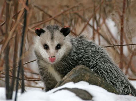wont    people    abuse opossums peta