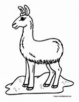 Llama Coloring Pages Colormegood Llamas Choose Board Book Animals sketch template