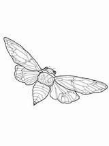 Cicada Coloring Flying Drawing Pages Printable Line Insect Tattoo Supercoloring Bug Butterfly Bugs Drawings Crafts Insects Beetle Select Category Categories sketch template