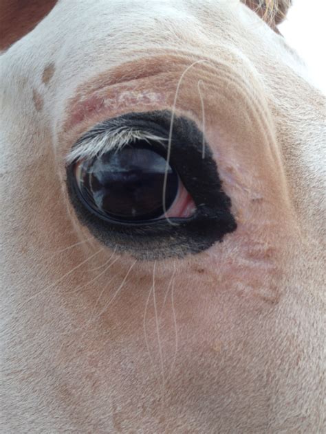 record viewer horse side vet guide