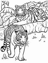 Kolorowanki Wydruku Druku Zwierzeta Kolorowanka Tygrysy Tygrys Colouring sketch template