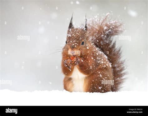 ecureuil rouge mignon dans la neige qui tombe lhiver en angleterre