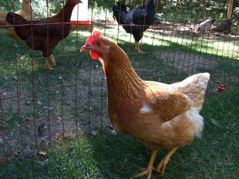pin by lisa morales on chicken coop pinterest
