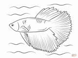 Betta Coloring Fish Pages Halfmoon Fighting Siamese Printable Color Drawing Template Line Drawings Dot sketch template