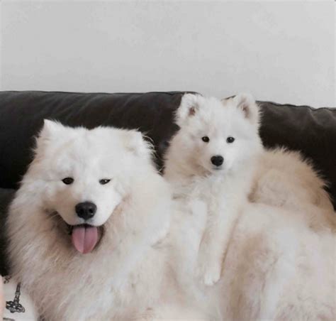 white fluffy dogs    day