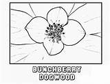 Bunchberry Dogwood K5 sketch template