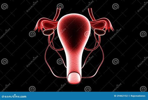 apparato genitale femminile illustrazione  stock illustrazione  renda anatomia