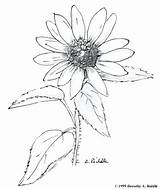 Coloring Pages Flower Wildflower Wild Drawing Getdrawings Getcolorings sketch template