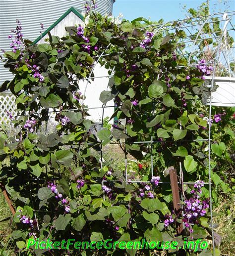vines climbers picket fence greenhouse gardens
