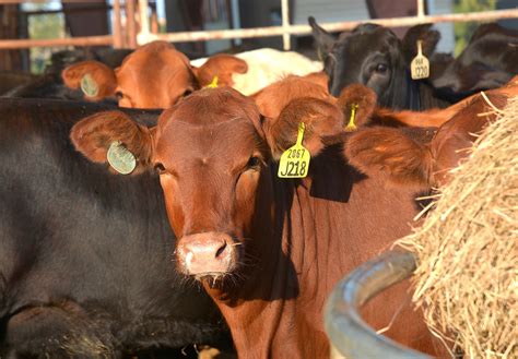 report  beef  inventory increased  percent