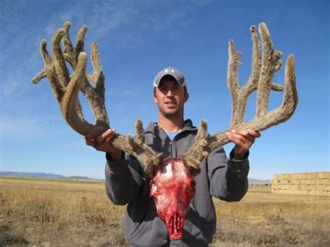 trophy hunting potential idaho state record mule deer