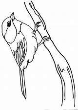 Pettirosso Uccello Cinghiale sketch template