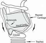 Cords Laryngospasm Thyroid Rocking Larynx Tension Threatening Mechanism Affecting Cartilage Laryngeal sketch template