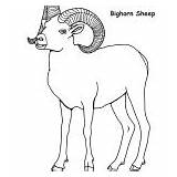 Sheep Bighorn Coloring Mammals Category Nature sketch template