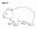 Wombat How2drawanimals Step Aboriginal Kangaroo Stew sketch template