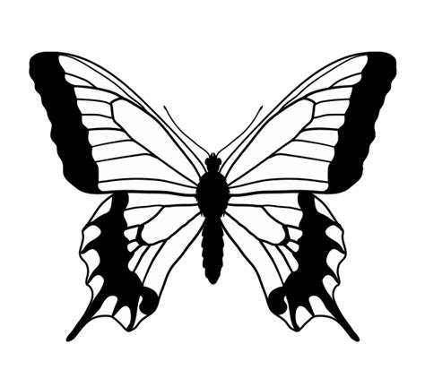 outline drawing of a butterfly at getdrawings free download