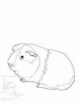 Guinea Meerschweinchen Pigs Malvorlagen Sheets öffnen Dessiner sketch template