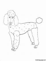 Poodle Coloring Pages Toy Getcolorings Printable Print sketch template