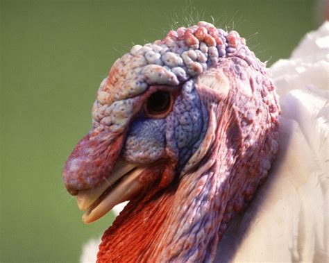 picture male turkey bird head