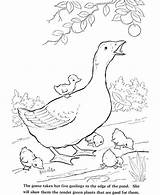 Coloring Pages Farm Animals Animal Realistic Pond Getcolorings Printable Getdrawings sketch template